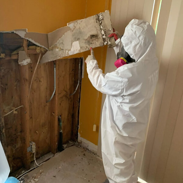 mold testing