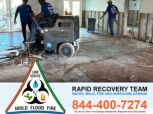 Mold Damage Restoration- How to Choose Mold Inspection Experts in Florida for Accurate Results